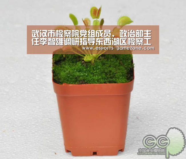 爱游戏直播